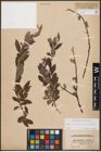 Foto von Salix aurita L. x Salix cinerea L. x Salix repens L.